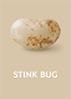 BBZ Stink Bug
